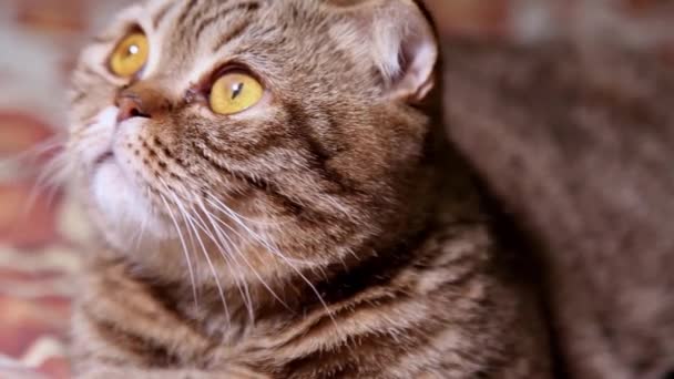 Scottish Fold Kitten op een Sofa. — Stockvideo