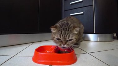 Aç kedi İskoç ırkı bir mutfakta yemek yeme.