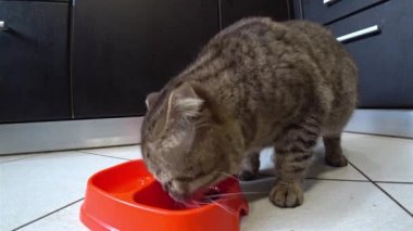 Aç kedi İskoç ırkı bir mutfakta yemek yeme.