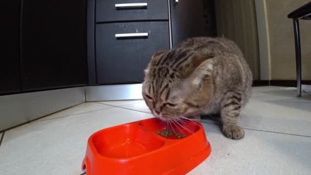 Hongerige Schotse Kattenras Eten Een Keuken — Stockvideo