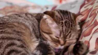 İskoç Fold yavru kedi döşeme bir yatakta kendisini yalama