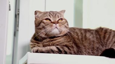 İskoç Fold yavru kedi bir pencere üzerinde döşeme.