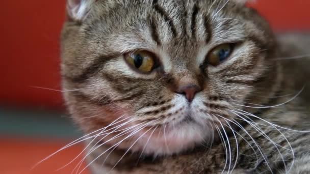 Σκωτίας Διπλώστε γάτα τοποθέτηση σε ένα καναπέ, κοιτάζοντας γύρω και το χασμουρητό. — Αρχείο Βίντεο