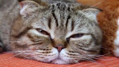 İskoç Fold kedi döşeme kameraya bakarak bir divan,,