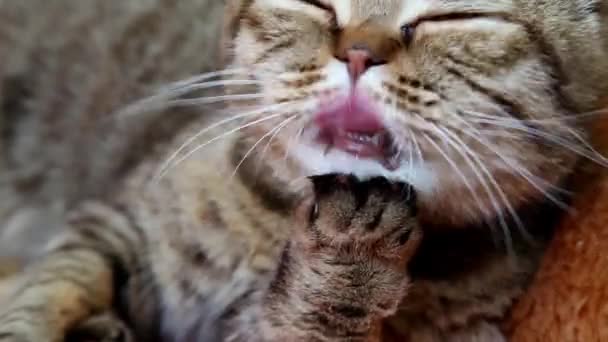 Scottish Fold Kattunge Handpåläggning Säng Slickar Sig — Stockvideo