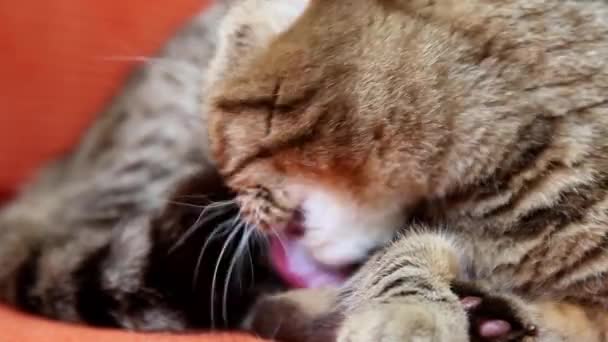 Scottish Fold Kitten Acostado Una Cama Lamiéndose — Vídeo de stock