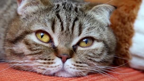 Scottish Fold Cat Acostado Sofá Mirando Cámara Bozal Cerca — Vídeo de stock