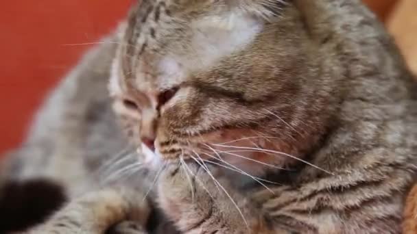 Scottish Fold Cat Acostado Una Cama Lamiéndose — Vídeo de stock