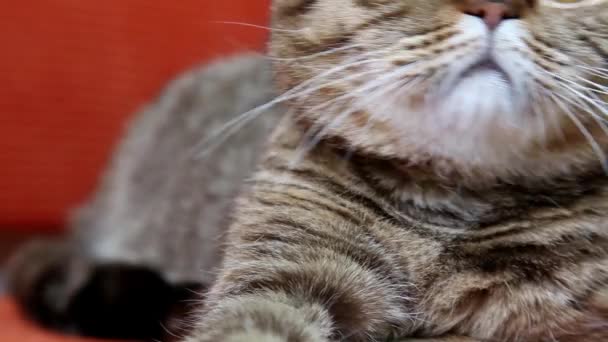 Skotský Fold Kočka Pokládání Pohovce Při Pohledu Kamery Tlama Detail — Stock video