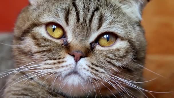 Шотландський Складіть Кішка Прокладки Дивані Дивиться Камеру Морда Закри — стокове відео