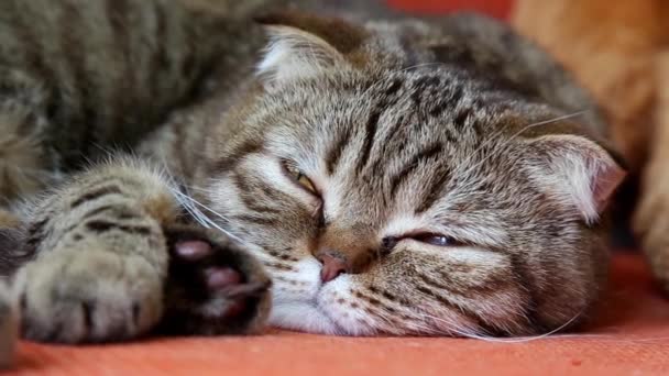 Scottish Fold Cat Acostado Sofá Mirando Cámara Bozal Cerca — Vídeo de stock