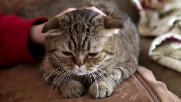 Vrouwelijke Hand Strelen Een Kat Van Schotse Ras Liggend Bank — Stockvideo