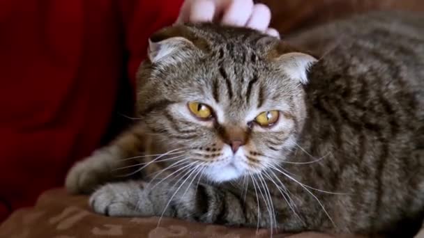 女性の手は ソファの上に横たわるスコットランド原産の猫を愛撫します — ストック動画