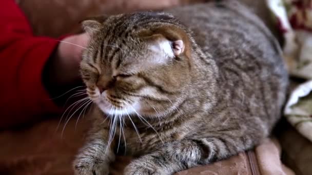 Vrouwelijke Hand Strelen Een Kat Van Schotse Ras Liggend Bank — Stockvideo