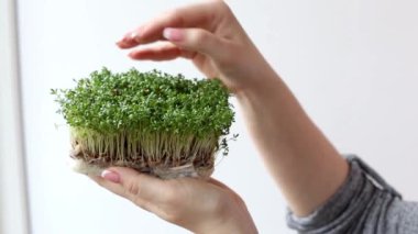 Kadın tutar ve microgreen bitkiler lahanası için umurunda, beyaz bir arka plan yakın çekim eller.