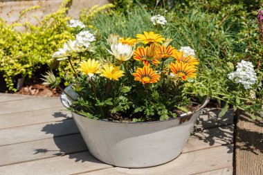 Açık havada güneşli yaz da üzerinde bir demir kapta sarı çiçekler açar