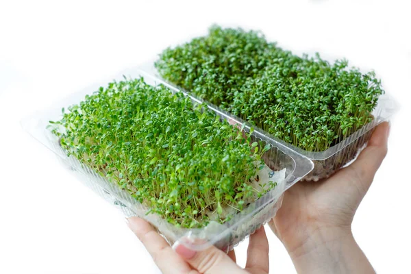 Woman holds and cares for sprouts of micro greens plants in plas — Stock Photo, Image