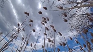 Mavi bulutlu gökyüzüne karşı kuru Reed.