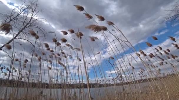 Caña seca contra cielo azul nublado . — Vídeos de Stock