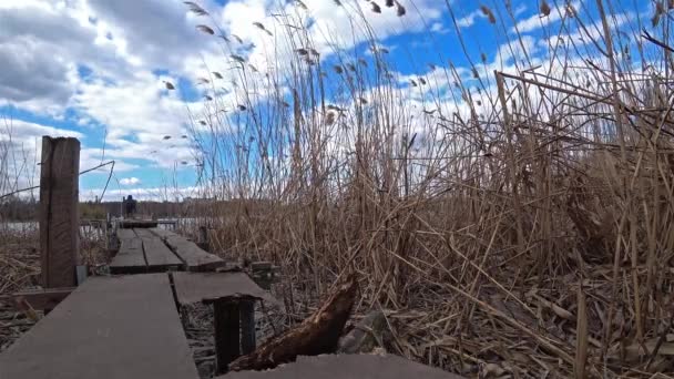 青い曇り空に葦を持つ川の木製の橋. — ストック動画