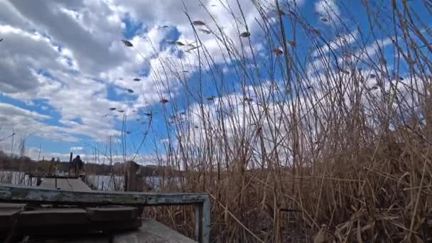 Ponte di legno su un fiume con canna su sfondo cielo nuvoloso blu . — Video Stock