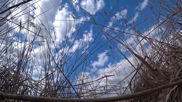 Caña seca contra cielo azul nublado . — Vídeos de Stock