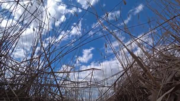 干燥芦苇对蓝色多云的天空. — 图库视频影像