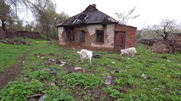 Tres cabras pastan en la hierba cerca de la vieja casa abandonada en ruinas en el campo . — Vídeos de Stock