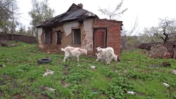 Tres cabras pastan en la hierba cerca de la vieja casa abandonada en ruinas en el campo . — Vídeos de Stock
