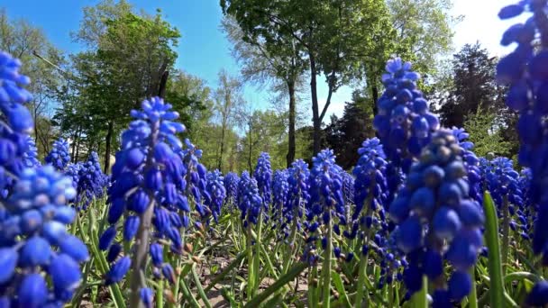 KRYVYI RIH, UCRANIA - ABRIL, 2019:. Flor de Muscari armeniacum azul Flores y personas descansando caminando en un parque . — Vídeos de Stock
