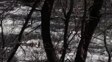 Ormandaki Dağ Nehri Deresi,