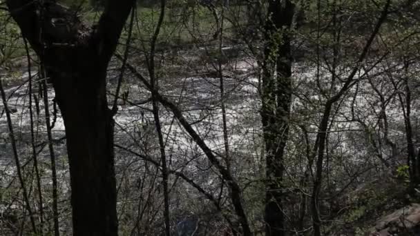 Corriente Del Río Montaña Bosque — Vídeos de Stock