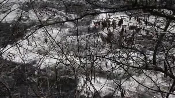Górski Strumień Rzeki Lesie — Wideo stockowe