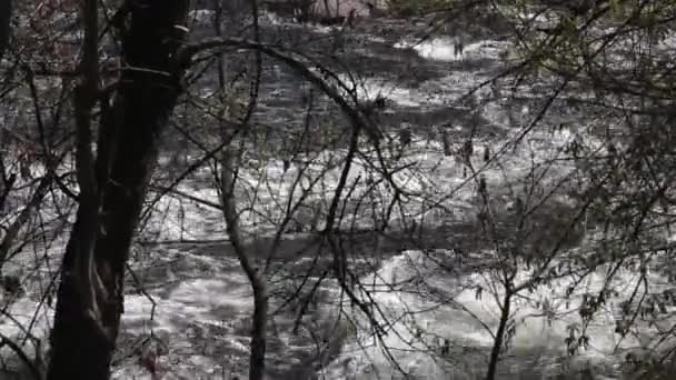 숲속의 마운틴 스트림 — 비디오