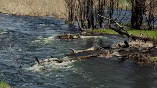 Corrente Rio Montanha Floresta — Vídeo de Stock