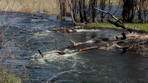 森の中の山の川の流れ — ストック動画