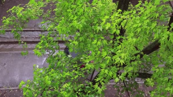 우산을 어린이들이 여름날 내리는 가운데 보도를 있습니다 나무의 가지를 상단보기 — 비디오