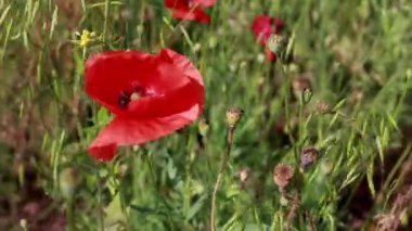 Güneşli yaz gününde yeşil bir çim alanında kırmızı haşhaş çiçekleri.
