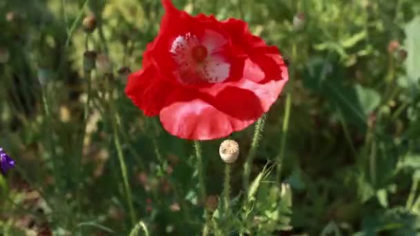 Czerwone Kwiaty Maku Zielonym Polu Trawy Słoneczny Letni Dzień — Wideo stockowe