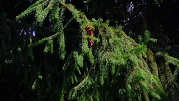 Tallkottar Hänger Grenar Blåsigt Solig Sommardag Ljusa Färger — Stockvideo