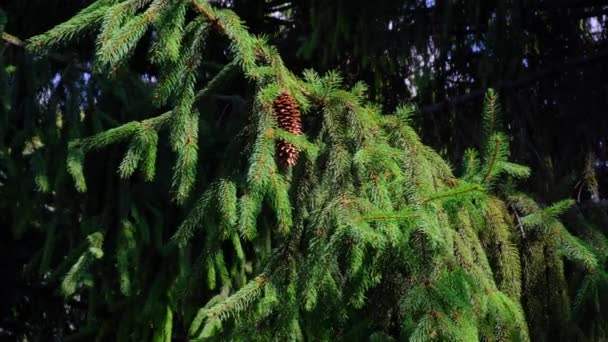 Cônes de pin suspendus sur des branches par une journée d'été ensoleillée et venteuse. Couleurs vives .