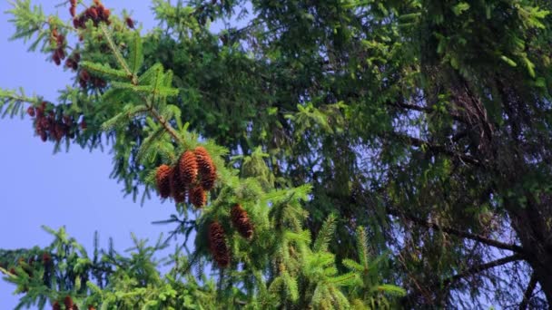 風の良い晴れた夏の日に枝にぶら下がっている松ぼっくり 明るい色 — ストック動画