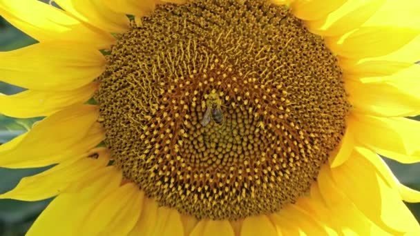 ヒマワリクローズアップに取り組むミツバチ 晴れた夏の日 — ストック動画