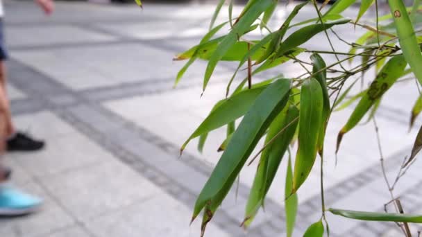 Groene planten in de stad, stoep, voetgangers lopen. — Stockvideo