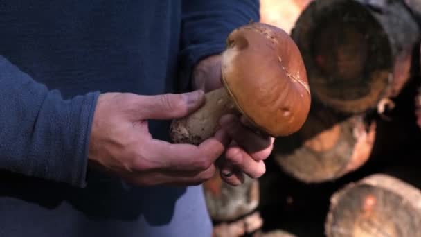 蘑菇采摘人手持并旋转着大蘑菇 手靠得很近 森林里阳光灿烂的秋日 — 图库视频影像
