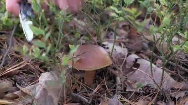 キノコのピッカーマンは森の中で成長している大きなボレトスキノコを切ります 森の中の晴れた秋の日 — ストック動画