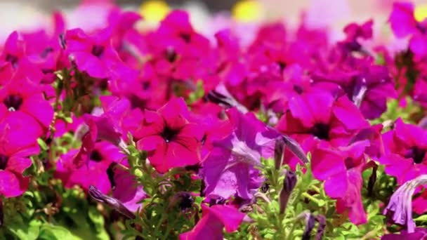 晴れた夏の風の日に都市公園で明るい美しいピンクのペチュニアの花のフィールド — ストック動画