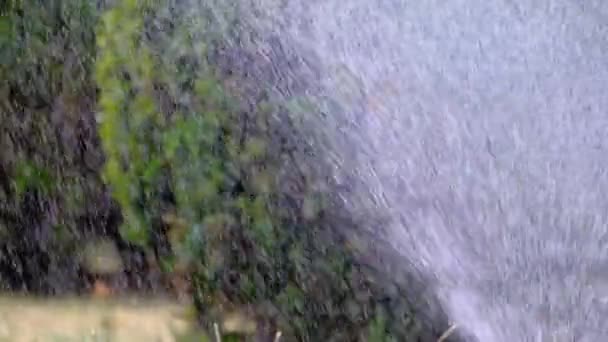 Closeup Sprinkler Irrigation System Watering City Garden Sunny Day — Stock Video