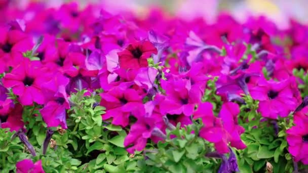 Feld Mit Leuchtend Schönen Rosa Petunienblüten Einem Stadtpark Einem Sonnigen — Stockvideo