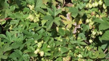 Açık havada güneşli bir günde yeşil taze kozalaklara yakın çekim. Hop, bira, ekmek ve bitkisel ilaçlar üreten bir tarım bitkisidir.